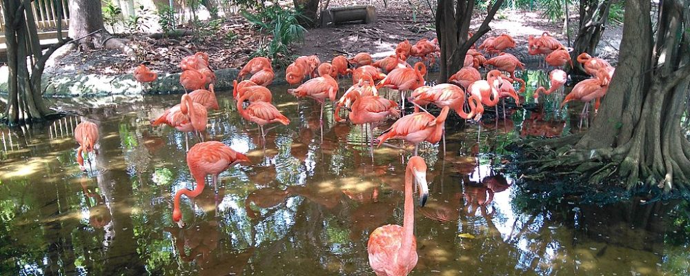 Disfrutar de una EcoAventura en el [Jungle Island]