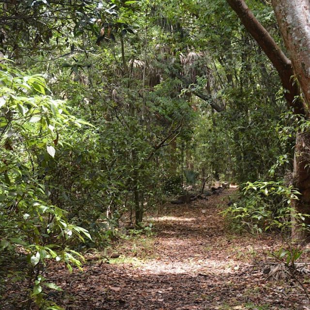 Caminata por un ambiente tropical en el [Arch Creek Park]