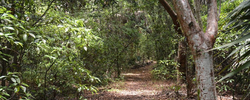 Caminata por un ambiente tropical en el [Arch Creek Park]