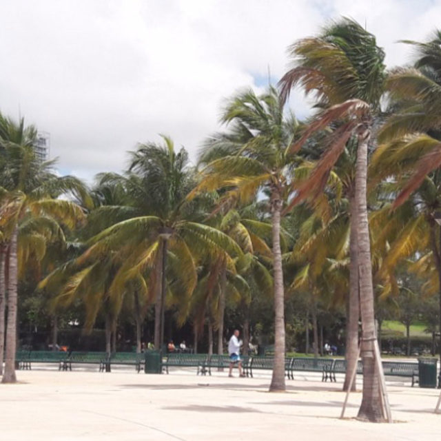 Caminata por [Bayfront Park]