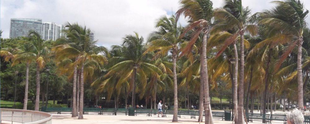 Caminata por [Bayfront Park]