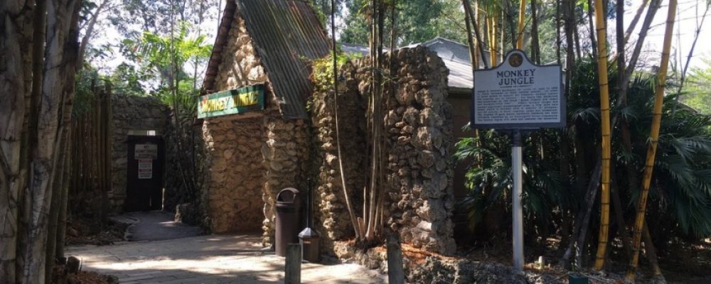 Safari en [Monkey Jungle] El lugar donde se encierra a los humanos y los animales corren libres