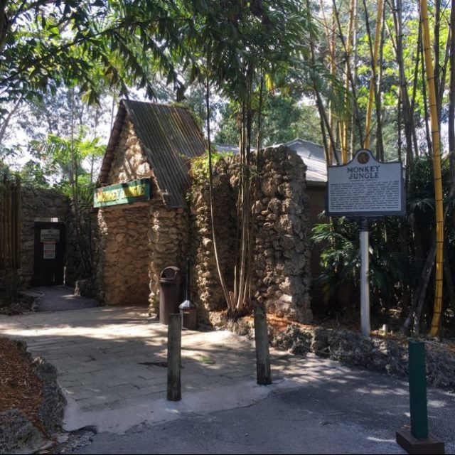 Safari en [Monkey Jungle] El lugar donde se encierra a los humanos y los animales corren libres