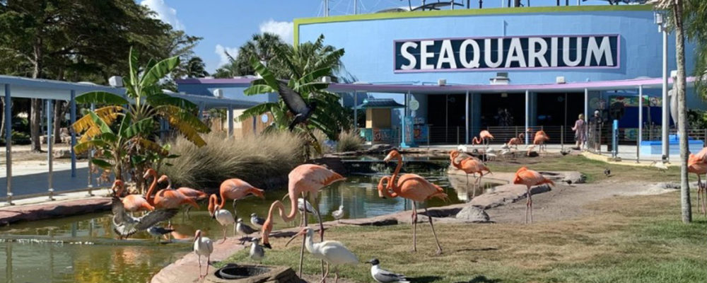 Sumérgete en las Maravillas del Miami Seaquarium: Donde los Delfines Roban el Espectáculo