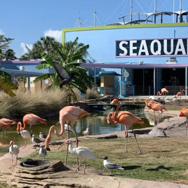 panorama cargo travel miami Sumérgete en las Maravillas del Miami Seaquarium: Donde los Delfines Roban el Espectáculo